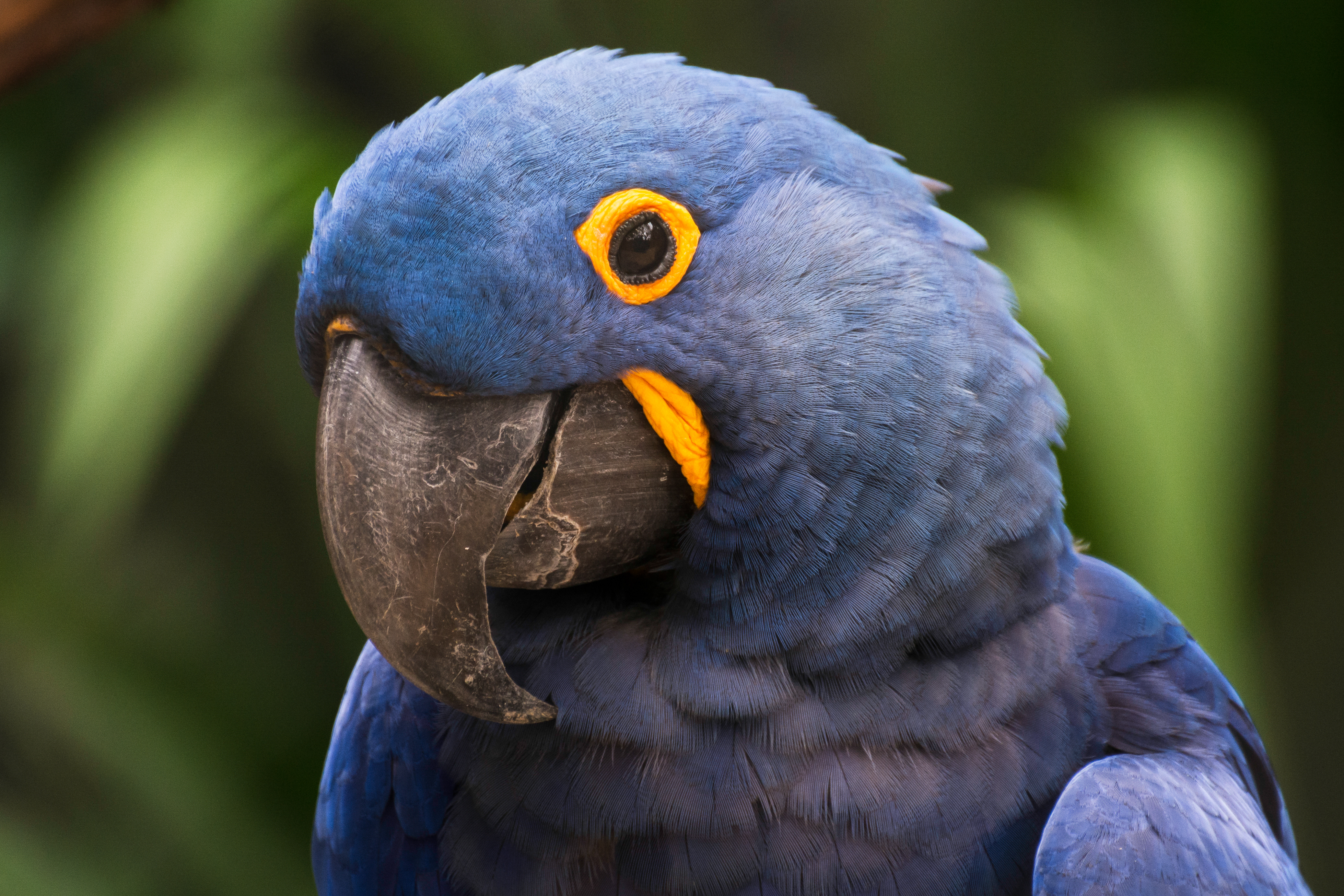 arara